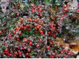 Cotoneaster dammeri
